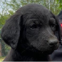 Die kleine Fichtelhounds Vitesse mit sechs Wochen