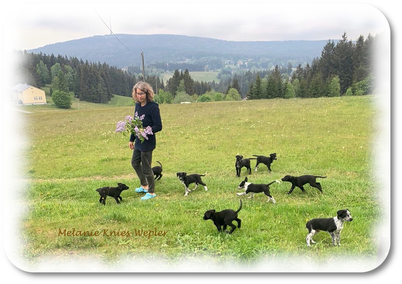 Das ist Züchterin und Musherin Sylvia Ulrich inmitten der neun Welpen des V-Wurfes auf einer Wiese oberhalb der Villa Hundeinander.