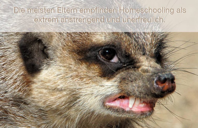 Homeschooling – null Problemo?