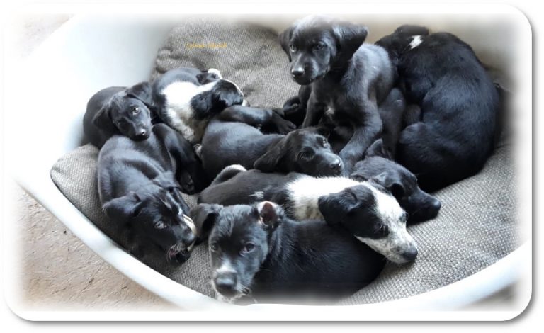 Fichtelhounds, der V-Wurf