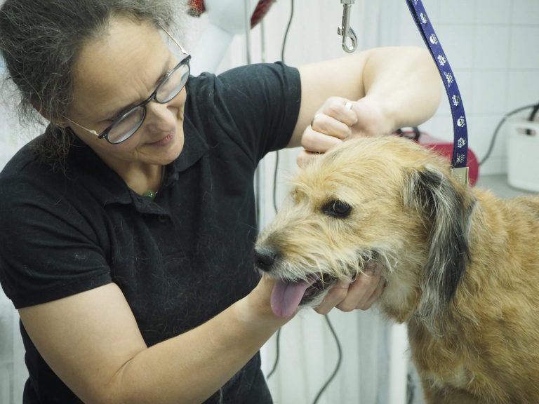 Der Strubbelköter – ein modernes Märchen